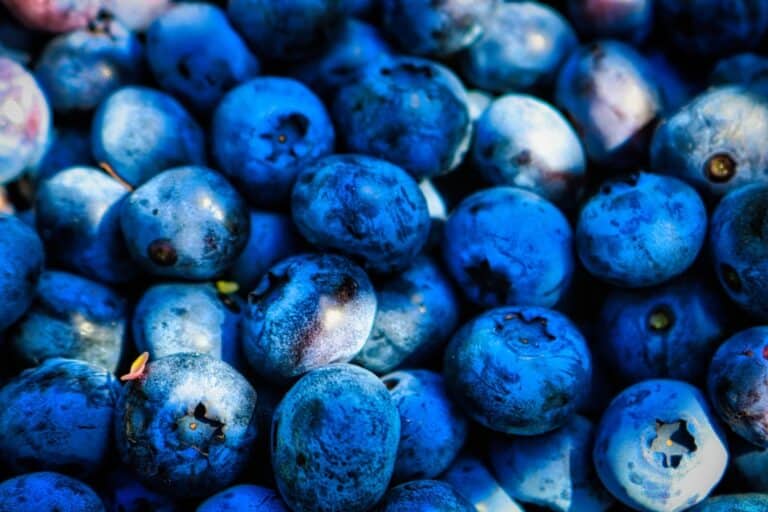 blueberries brain boost runners